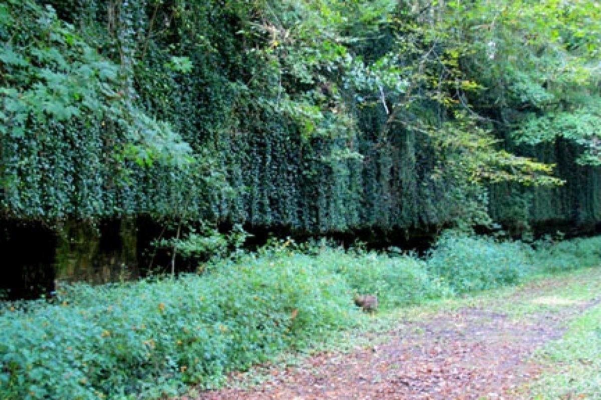 Falls Mill